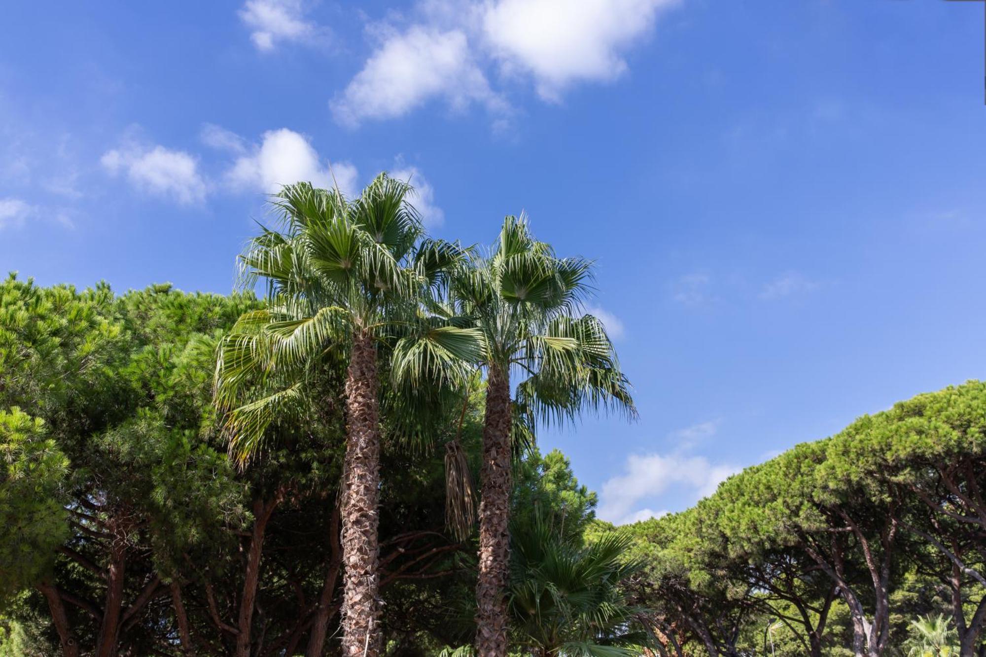 Palmeras Aparthotel Castelldefels